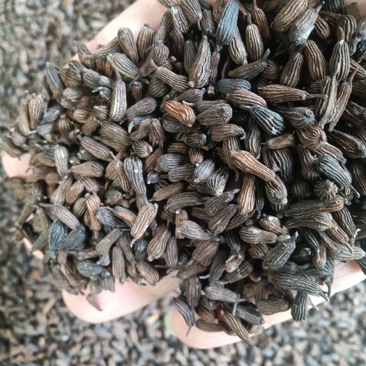 马关县【优质】云南百部种子提供种植资料