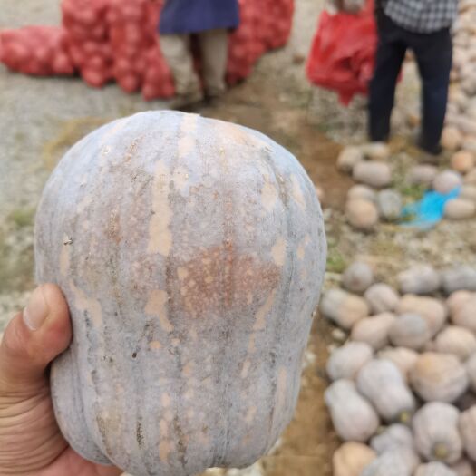 嘉鱼县小金香南瓜甜面2.5斤左右