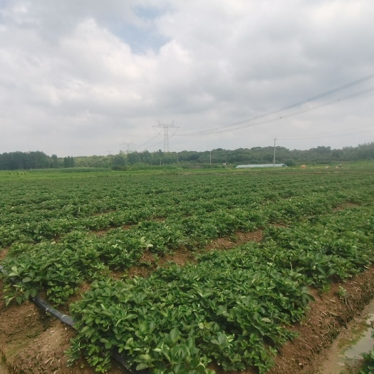 罗山县【红颜草莓苗】，基地直销，品质保证，实地看货现挖