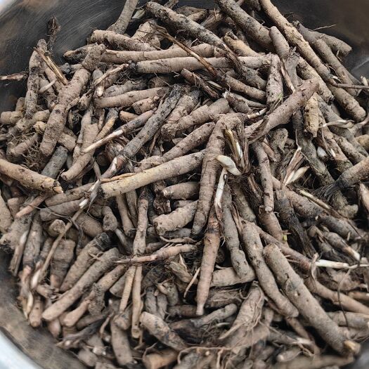 平塘县贵州仙茅，地棕