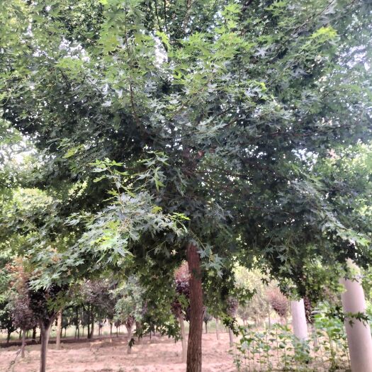 菏泽江苏元宝枫15公分团购价格