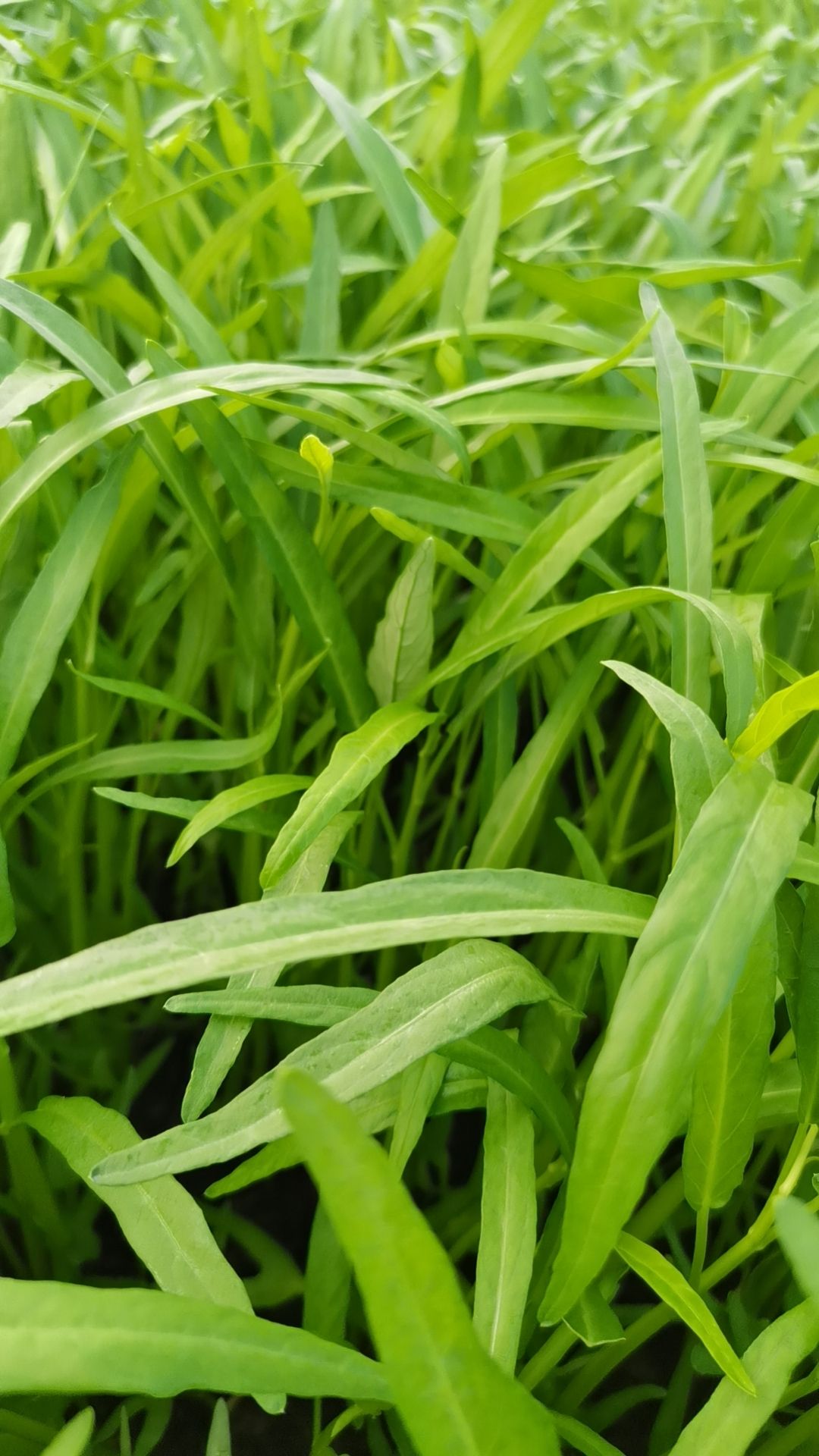 空心菜（基地直供）