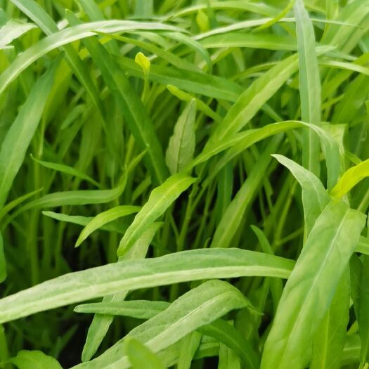 上海空心菜（基地直供）