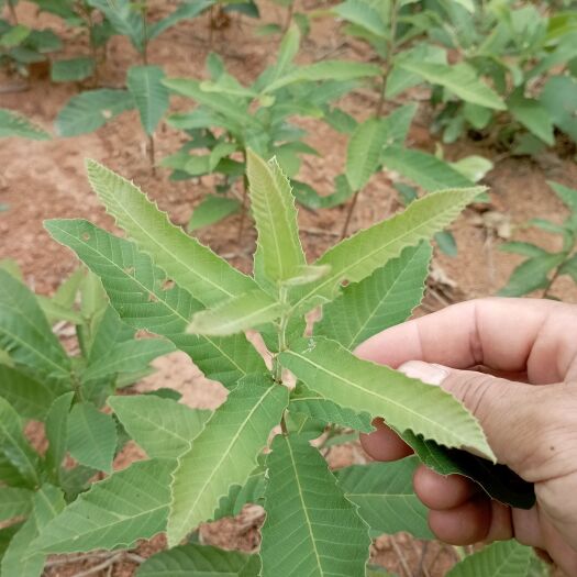 会同县湖南麻栎苗 造林先锋树麻栎树苗批发