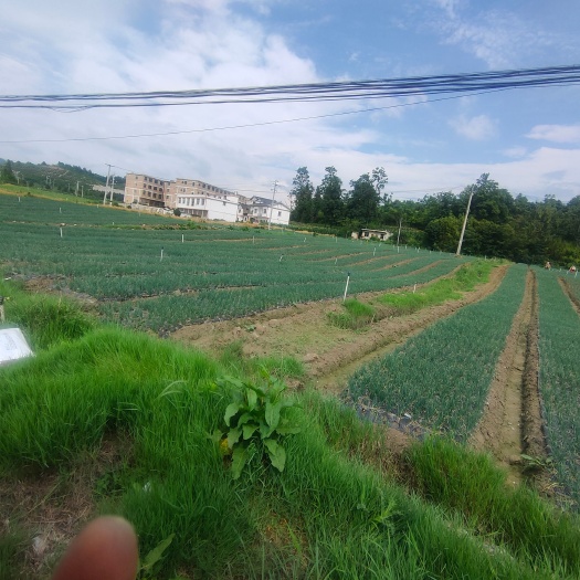 长顺县黑葱
