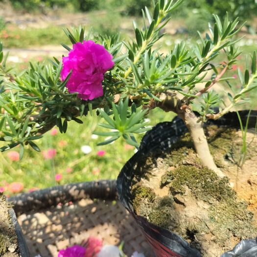 南宁重瓣太阳花玫红王老桩2棵，再送多色长枝条，