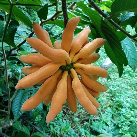 灵山县广西钦州市新品种黄峰蕉