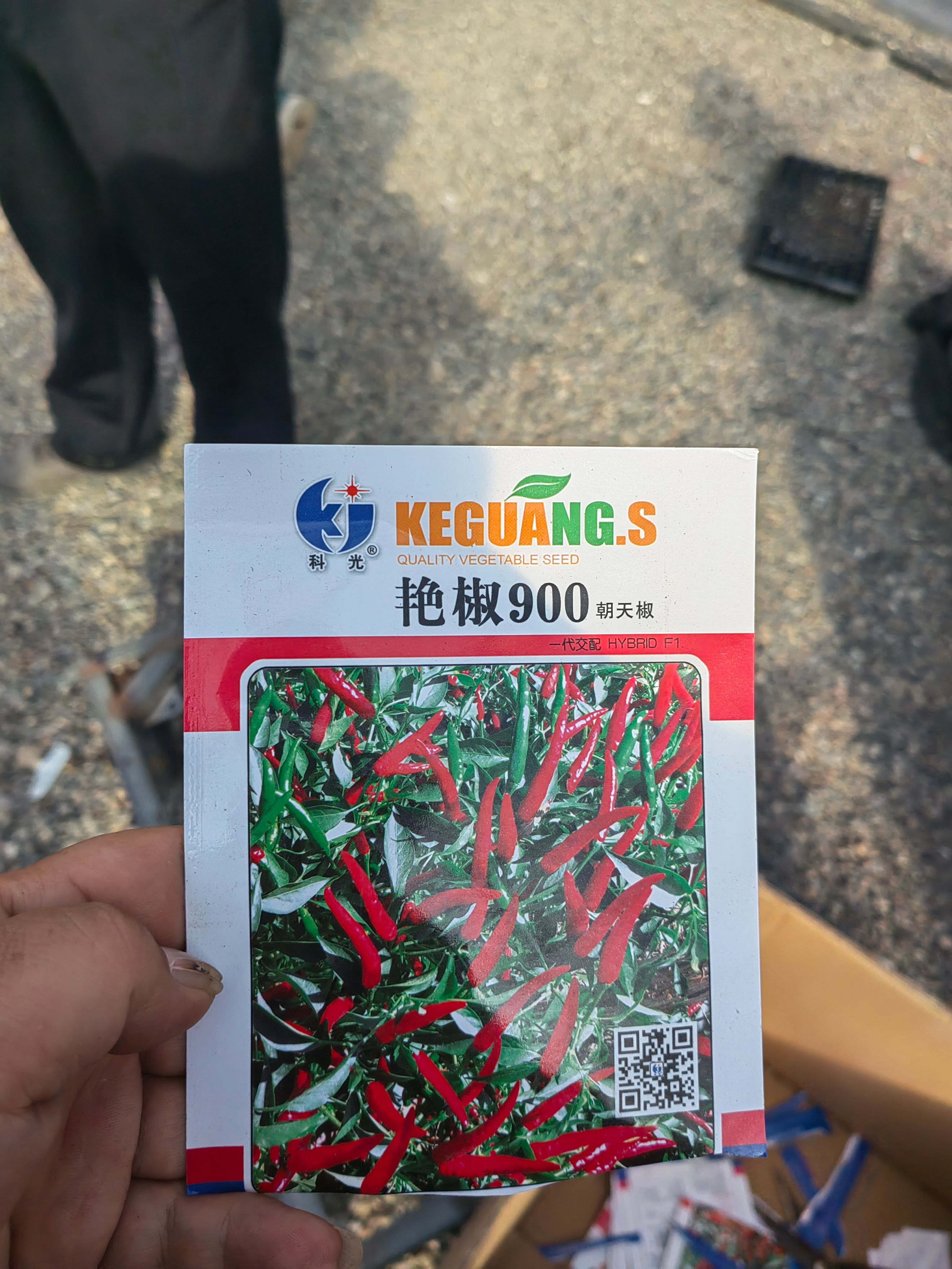 酒泉朝天椒829，900