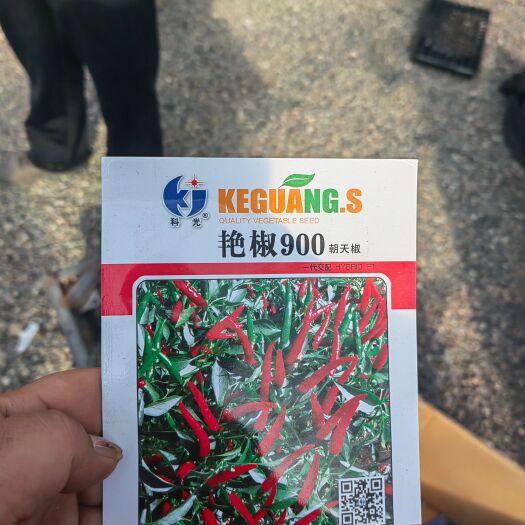 酒泉酒泉朝天椒829，900