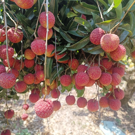 桂平市和荔鲜红色着好来自广西最晚的一个荔枝秀节现在全面上市