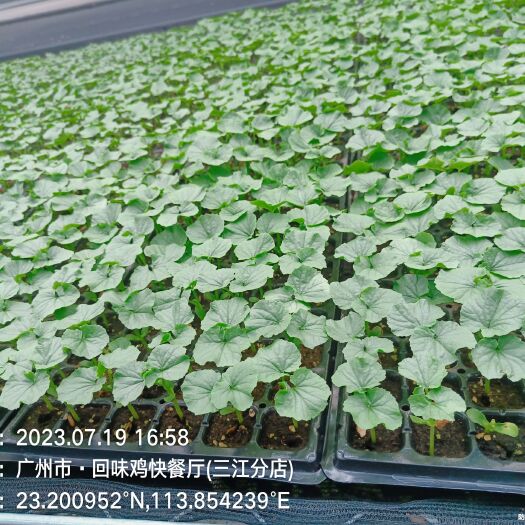 广州耐热真龙油瓜中早熟品种耐高温。长度35公分，瓜纹顺直厚肉。
