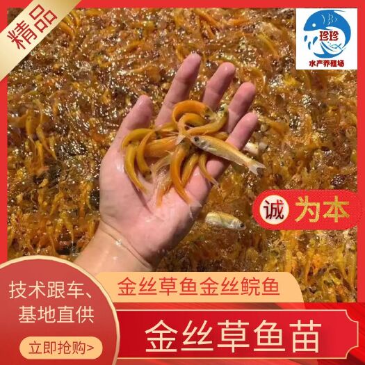 广州优质金草鱼苗，俄罗斯金丝(鲩鱼草)草鱼苗，鱼场直供。
