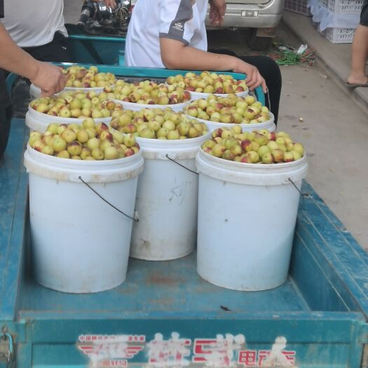大荔县冬枣