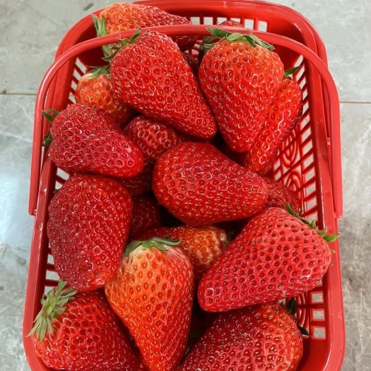 泰安大叶红颜草莓苗价格 红颜草莓苗生产苗基地