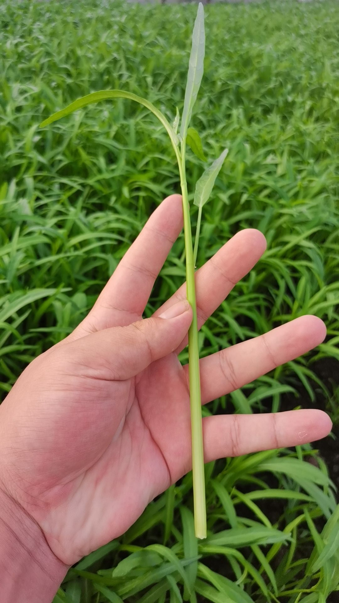 空心菜（基地直供）