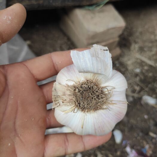 沈丘县大蒜，