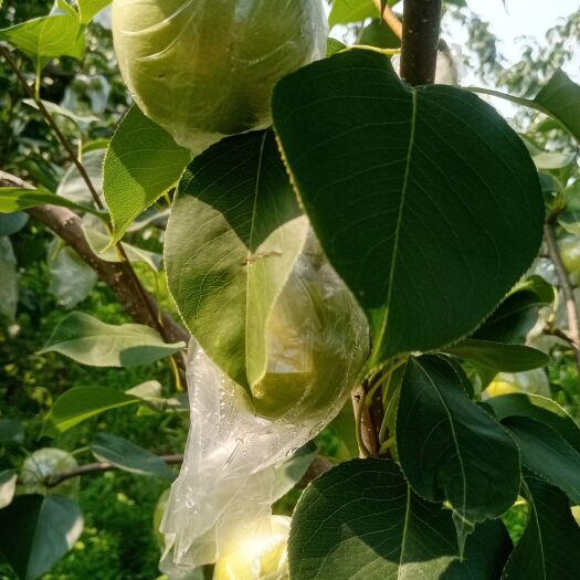 迁安市青皇冠梨。河北迁安市燕山山脉长城脚下。皮薄，肉脆，汁多，好甜
