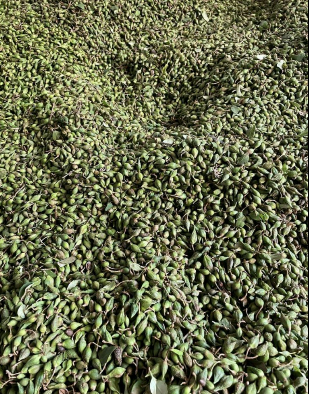 2023新鲜连翘上市，需要的联系