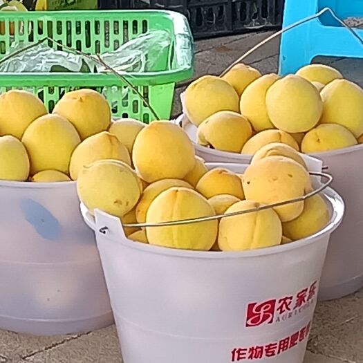罗平县锦绣黄桃