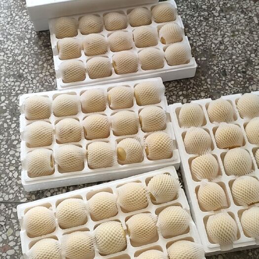砀山县白皇冠，青皇冠