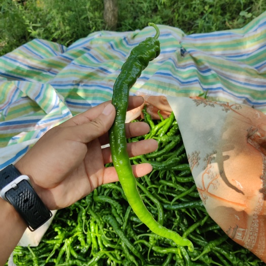 花垣县螺丝椒