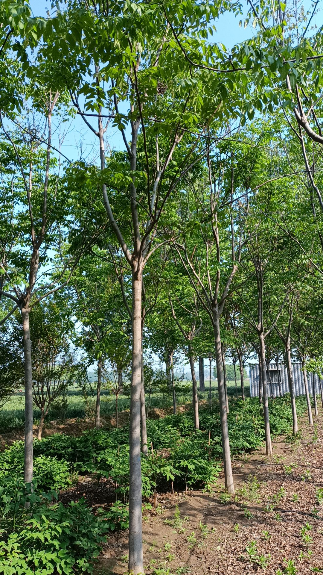 栾树15公分哪里便宜，图片