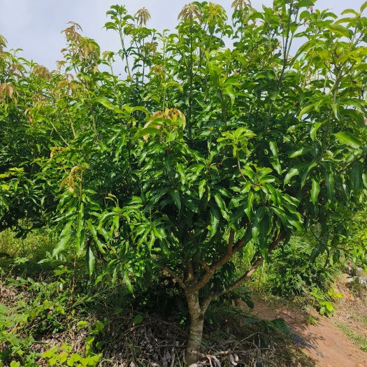 东方市三年龄小台农品种芒果树苗