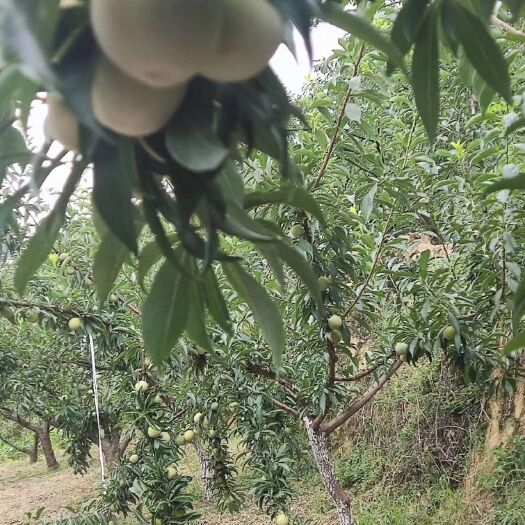 茂县青脆李和红脆李