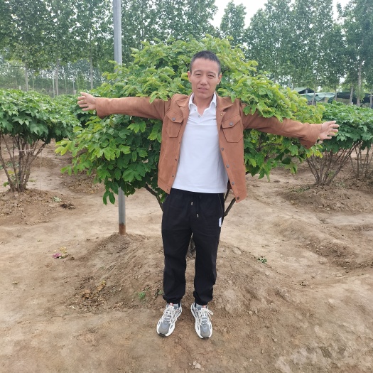 菏泽牡丹怎么种植成活率还高