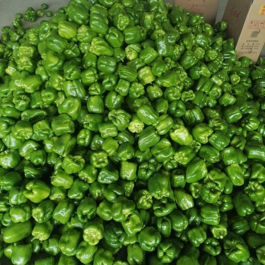 应县青椒牛角架豆王白不老西红柿各种蔬菜品种齐全欢迎各位老板光临