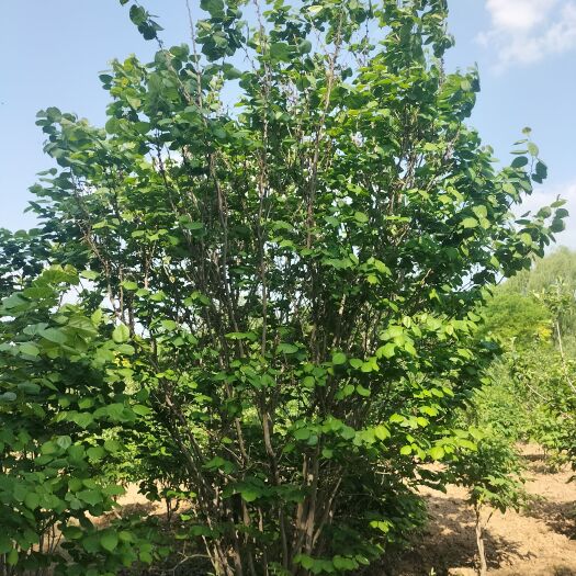 菏泽丛生紫荆价格比较