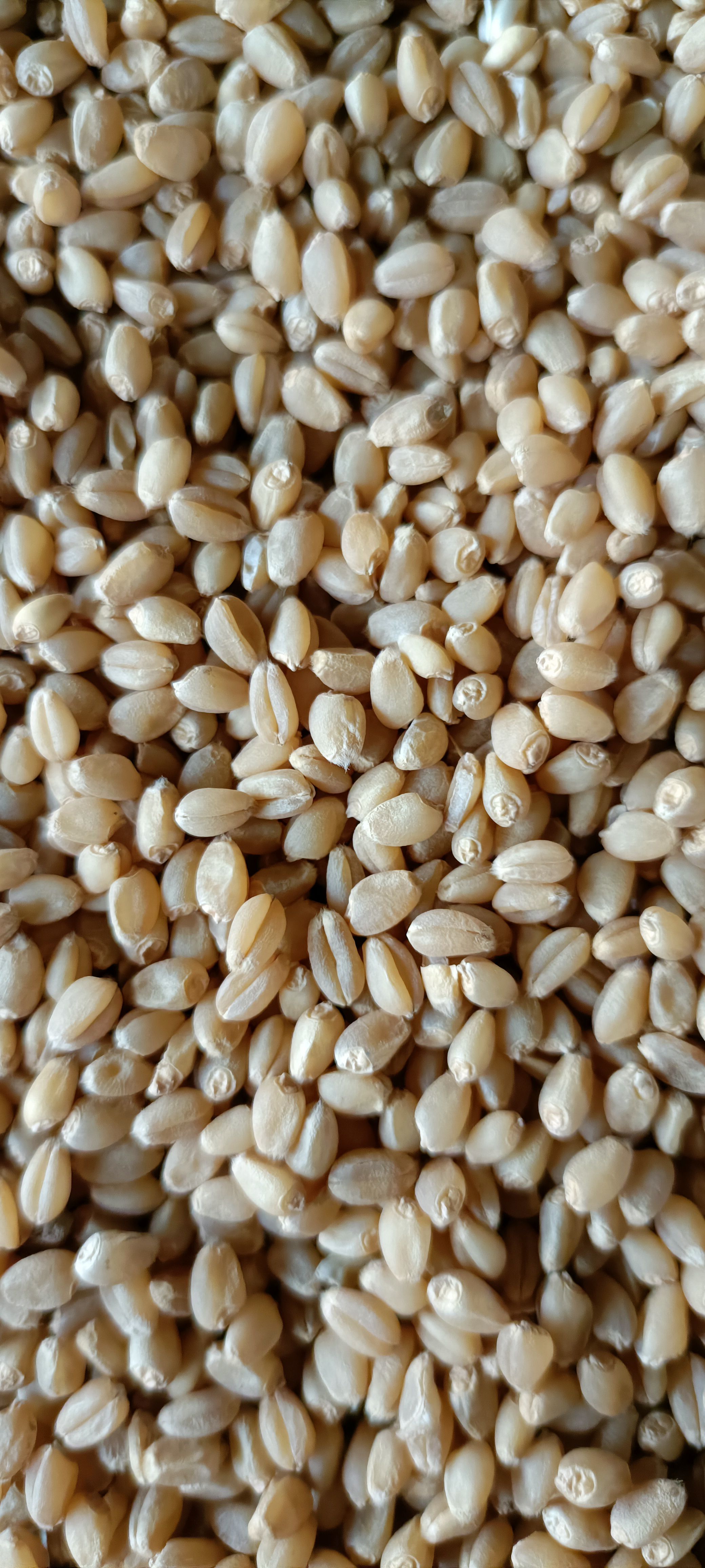 富硒小麦，优质强筋，颗粒饱满，常年供货，帮找货车，随时发货