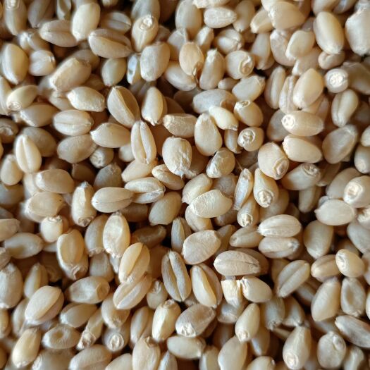 富硒小麦，优质强筋，颗粒饱满，常年供货，帮找货车，随时发货