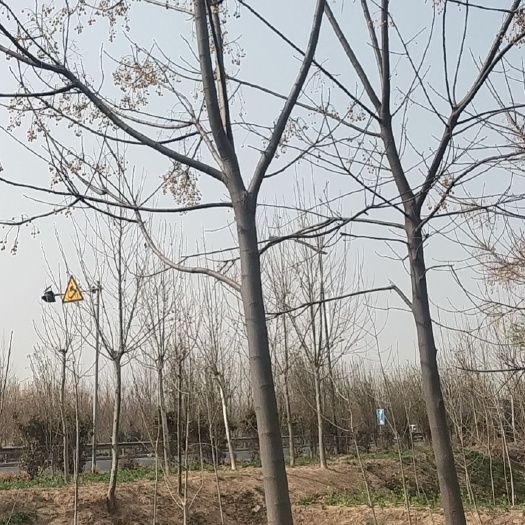 15公分苦楝怎么种植成活率还高2到20公分量大