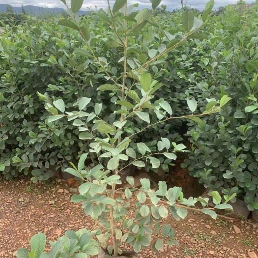 宜良县水冬瓜  旱冬瓜荒山绿化苗