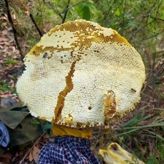 深圳野生蜂蜜