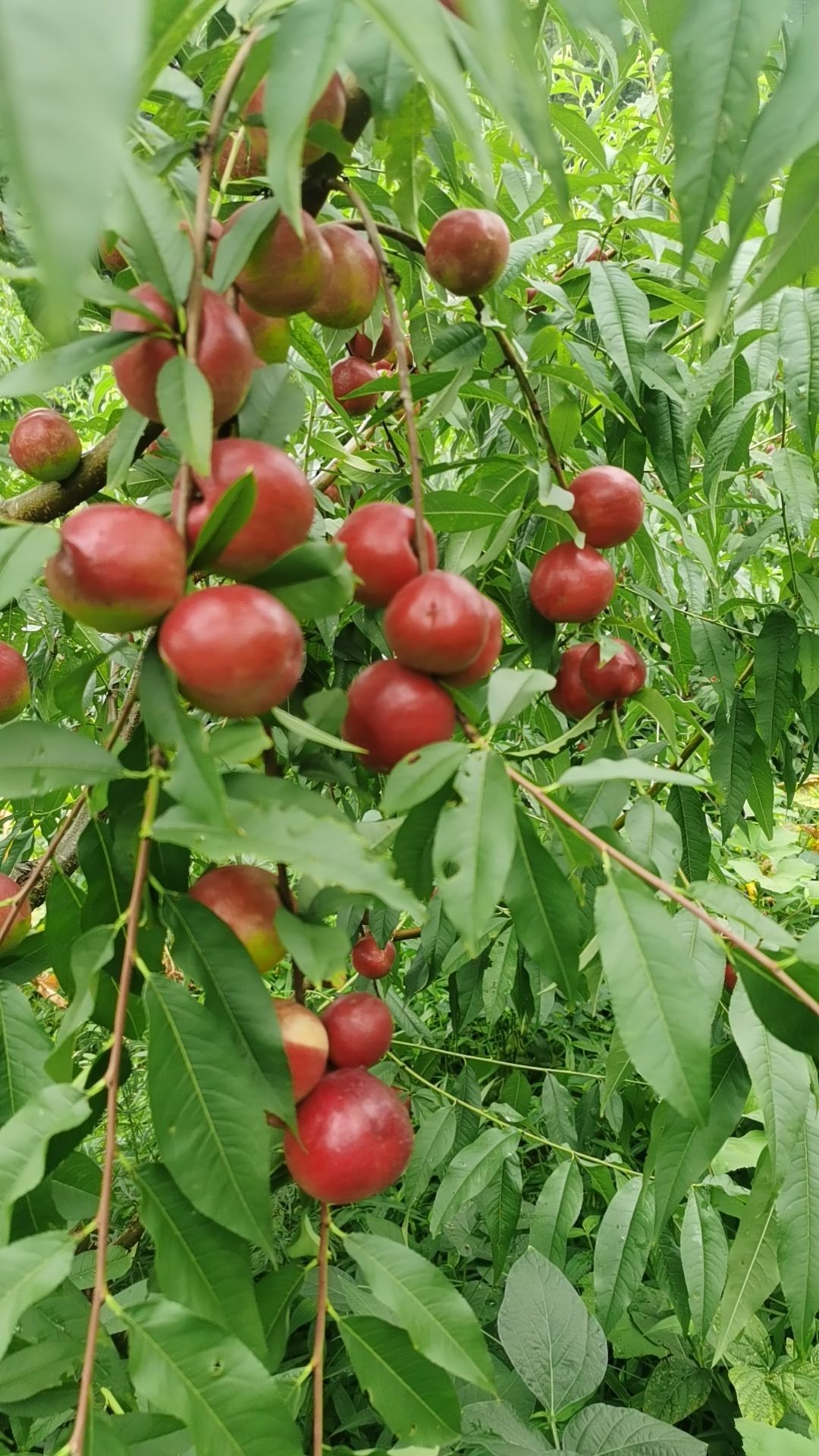 重庆珍珠枣油桃