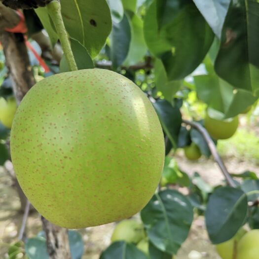砀山县皇冠梨