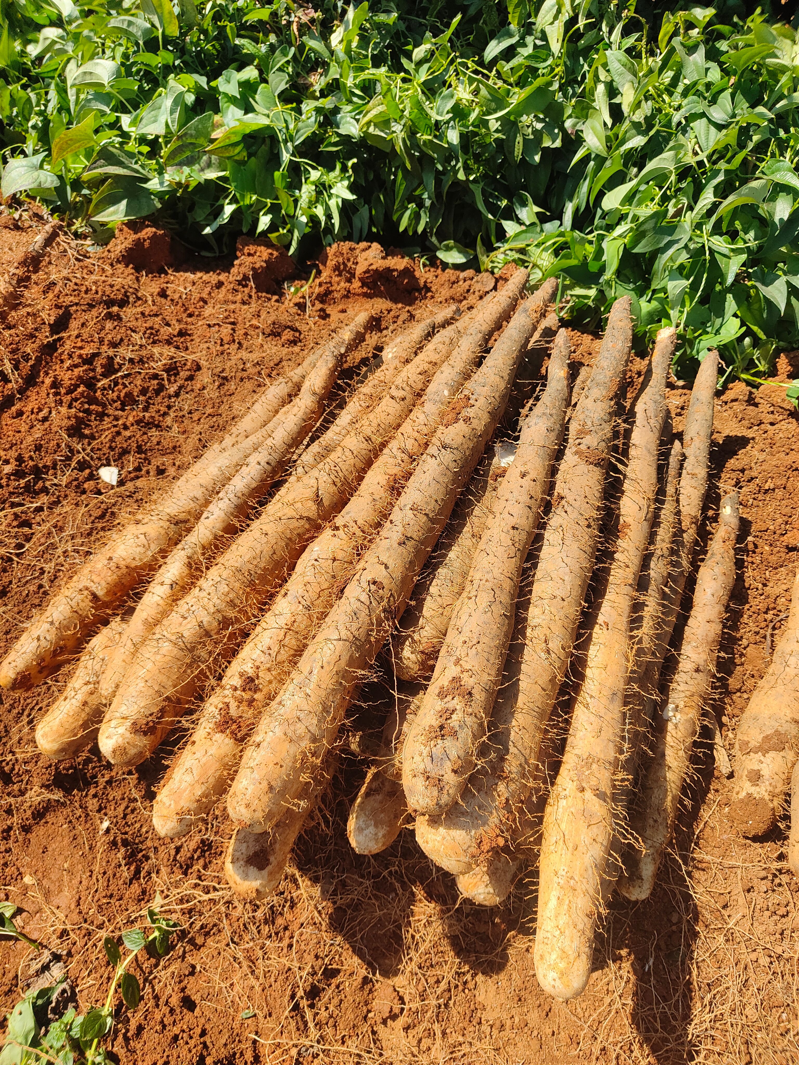 山药，广西淮山药白鬼上市