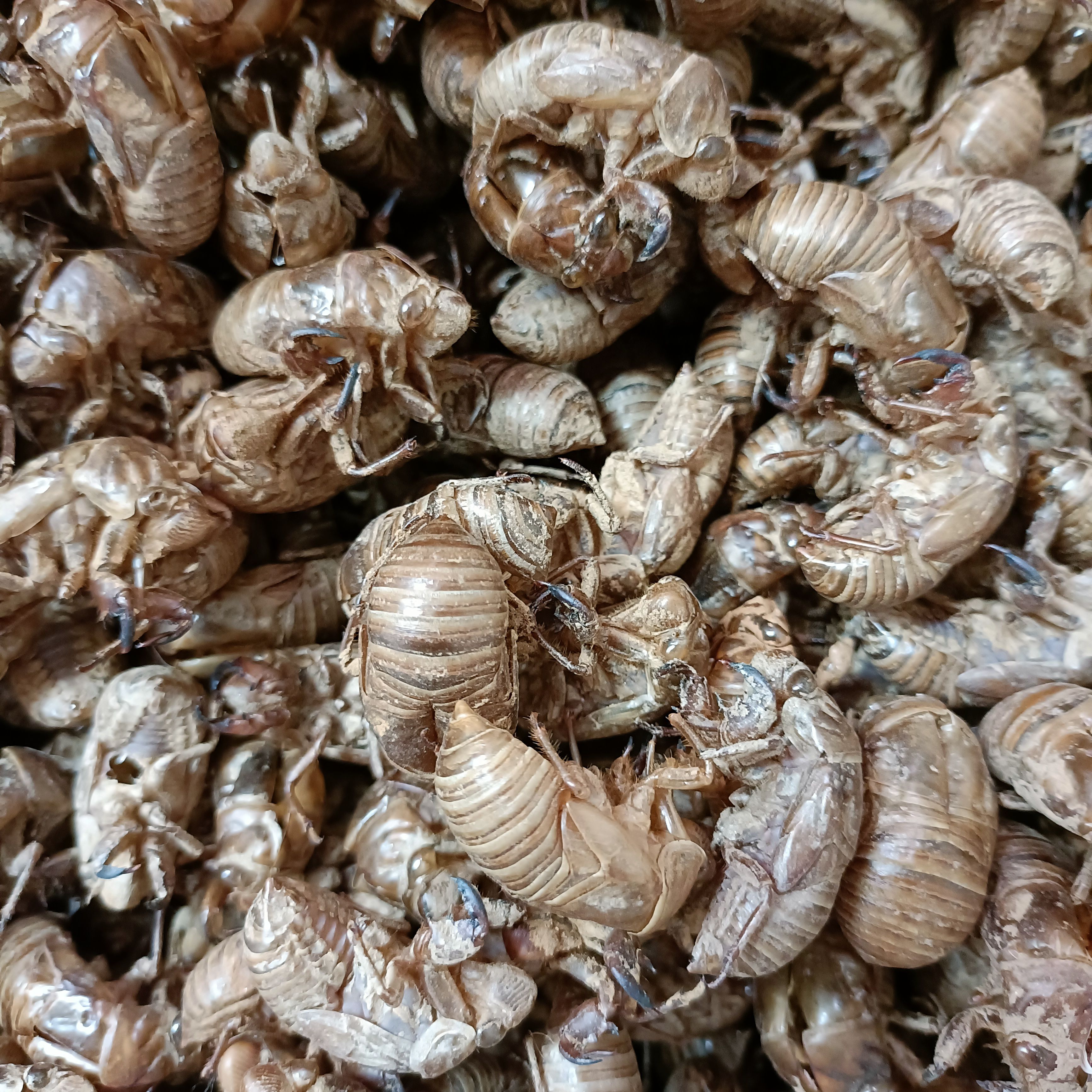 蝉蜕新货土蝉蜕大壳2023上市数量少