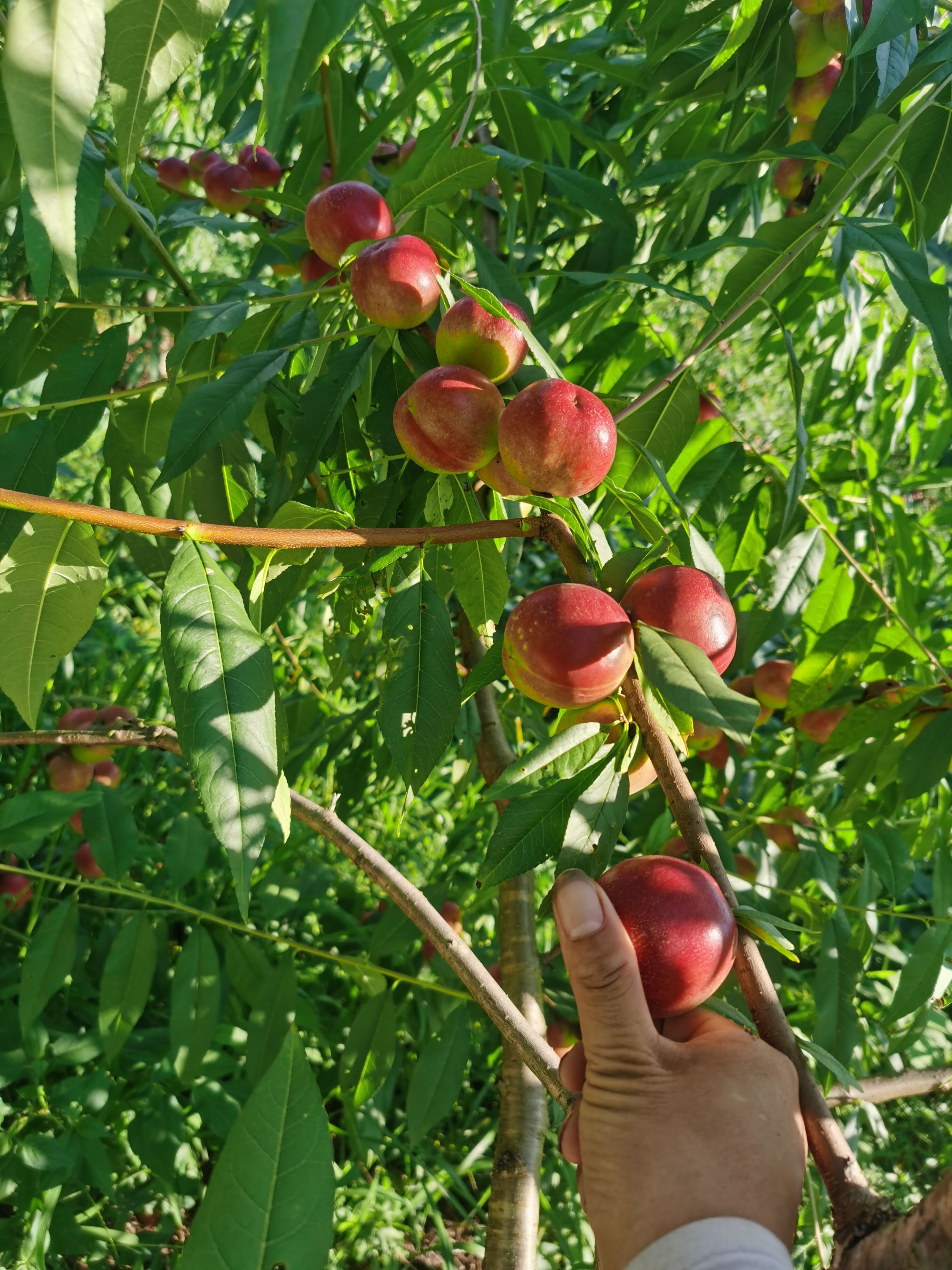 重庆珍珠枣油桃