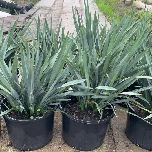 嘉善县蓝叶山菅兰乌托邦花叶山菅兰山管兰