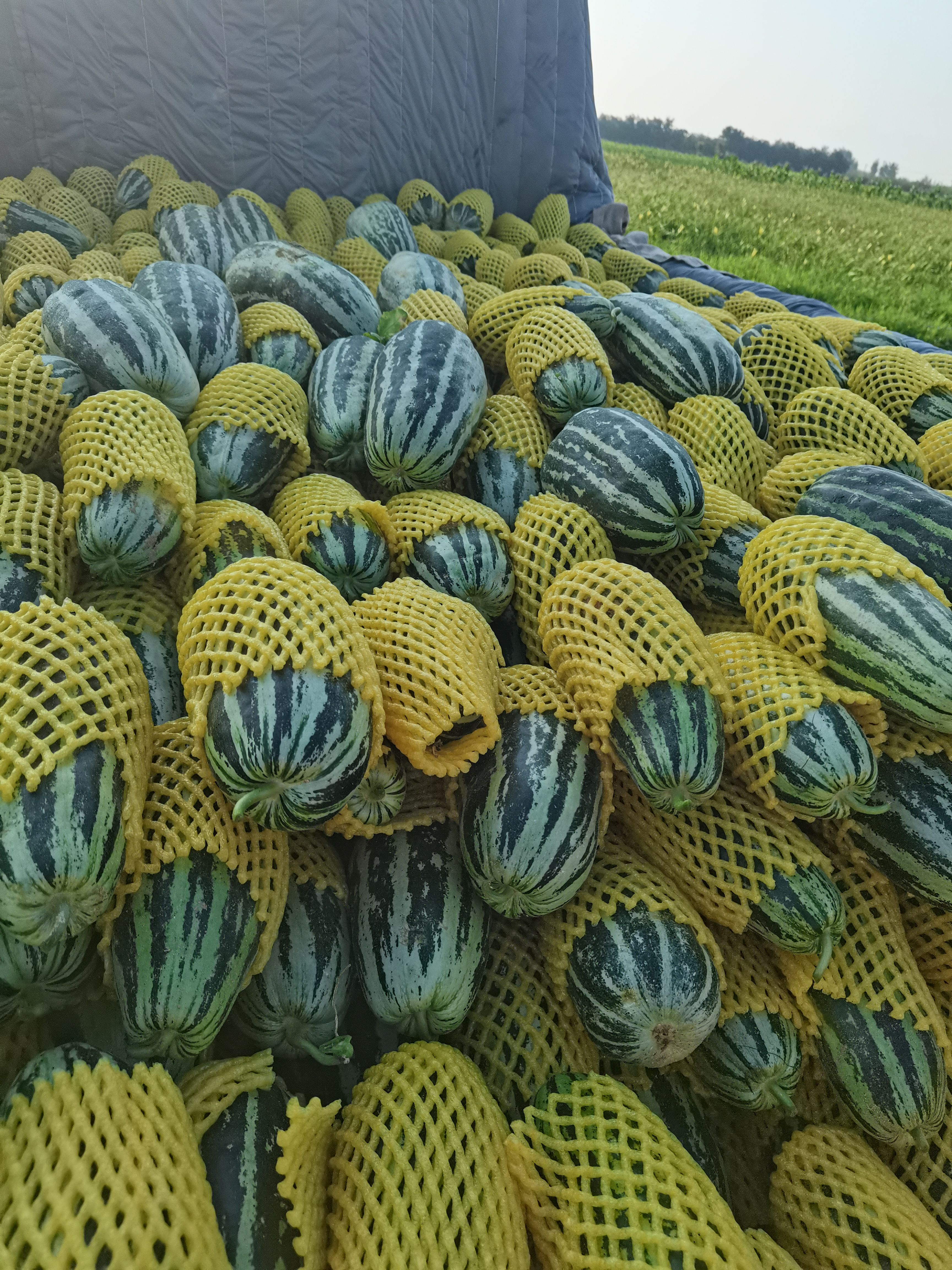 陕西大荔黄沙地露天种植应季甜瓜上市