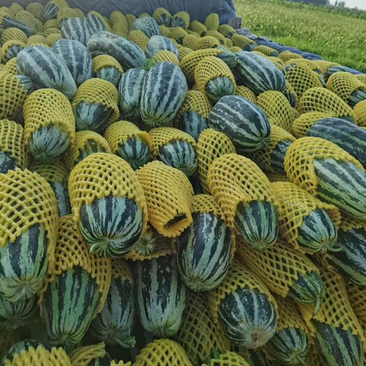 大荔县陕西大荔黄沙地露天种植应季甜瓜上市