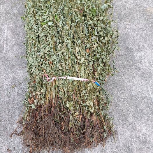 新县仙鹤草新货自然晒干2024批发零售均可