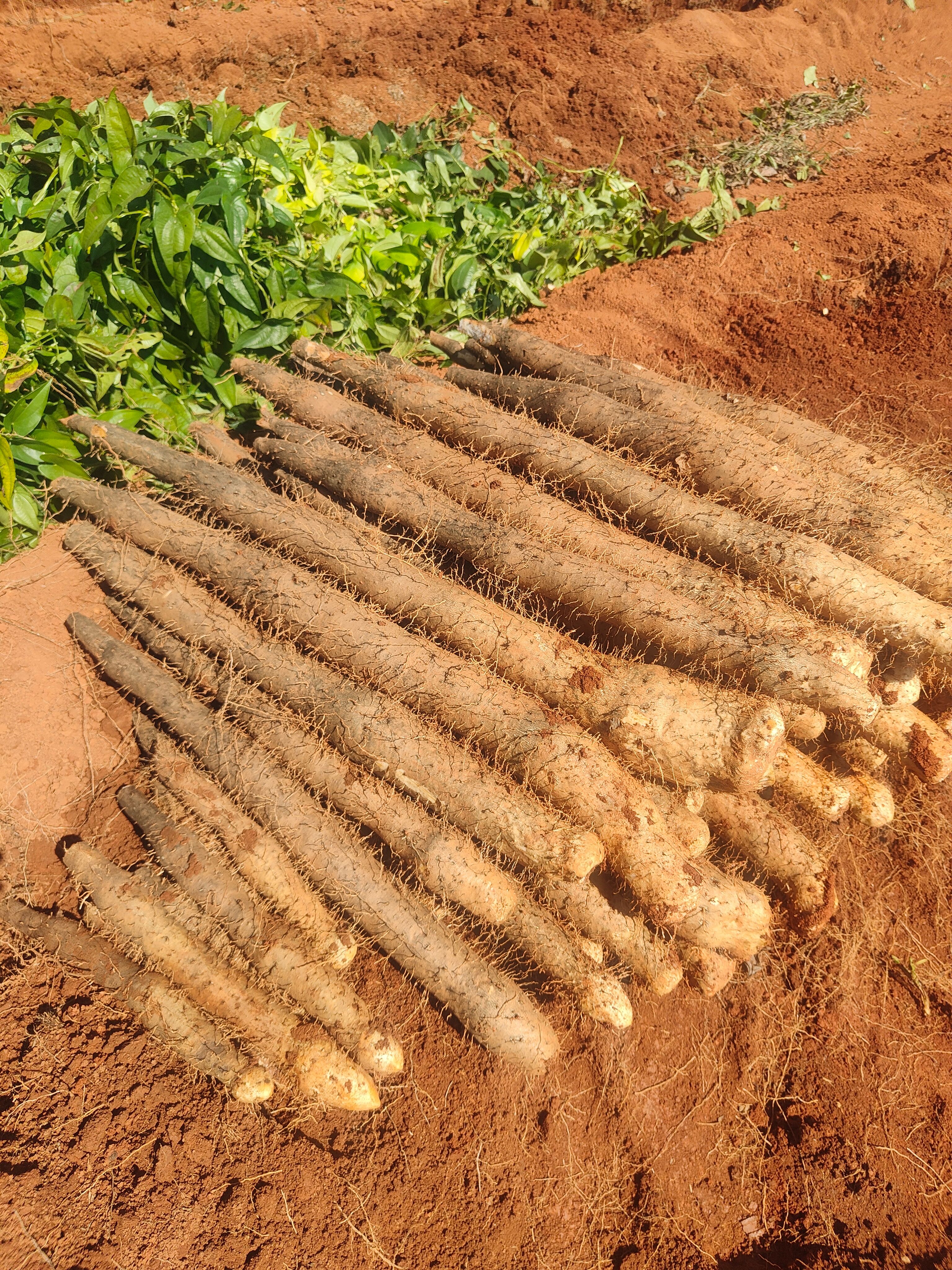 山药，广西淮山药白鬼上市