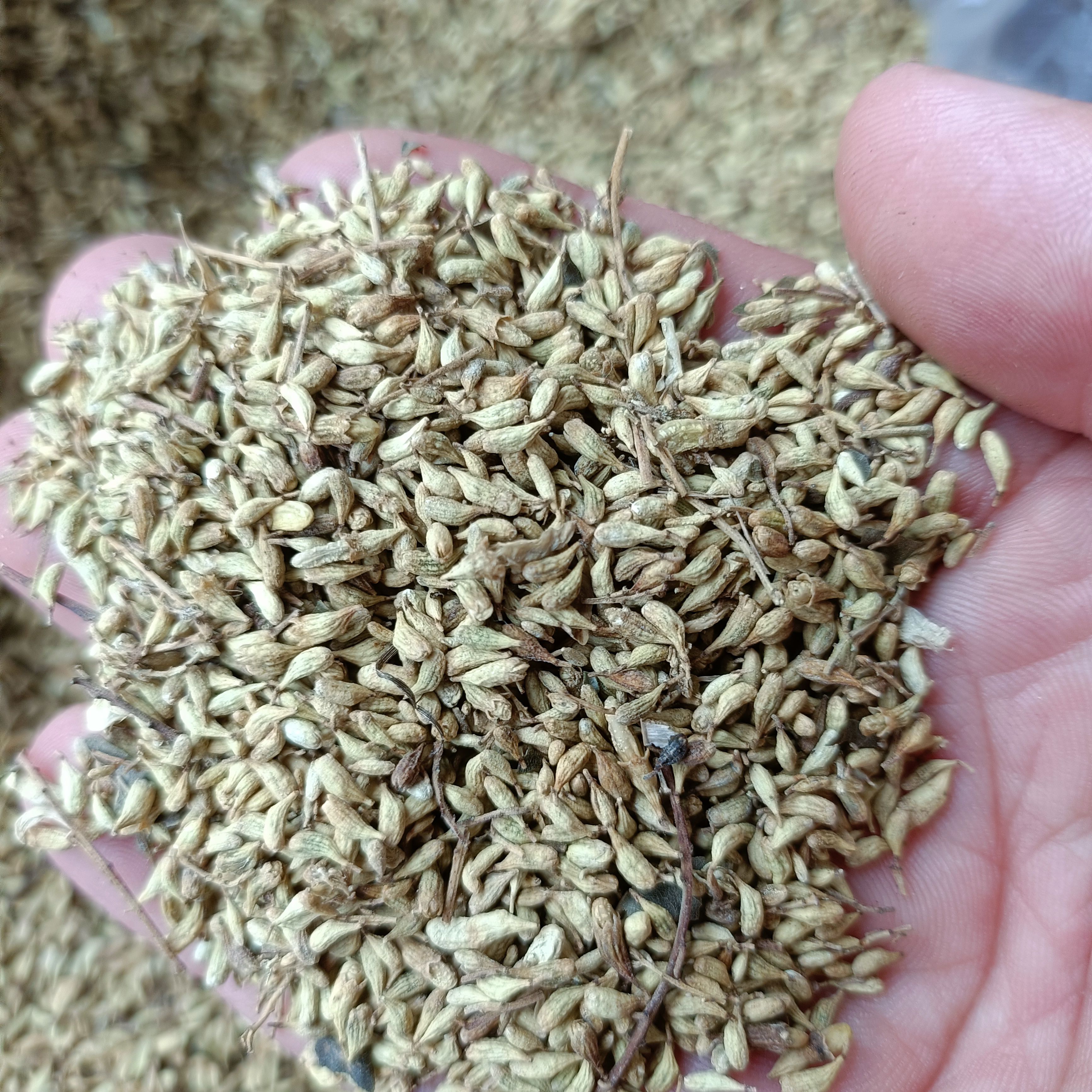 槐米新货自然晒干无硫熏2024批发零售