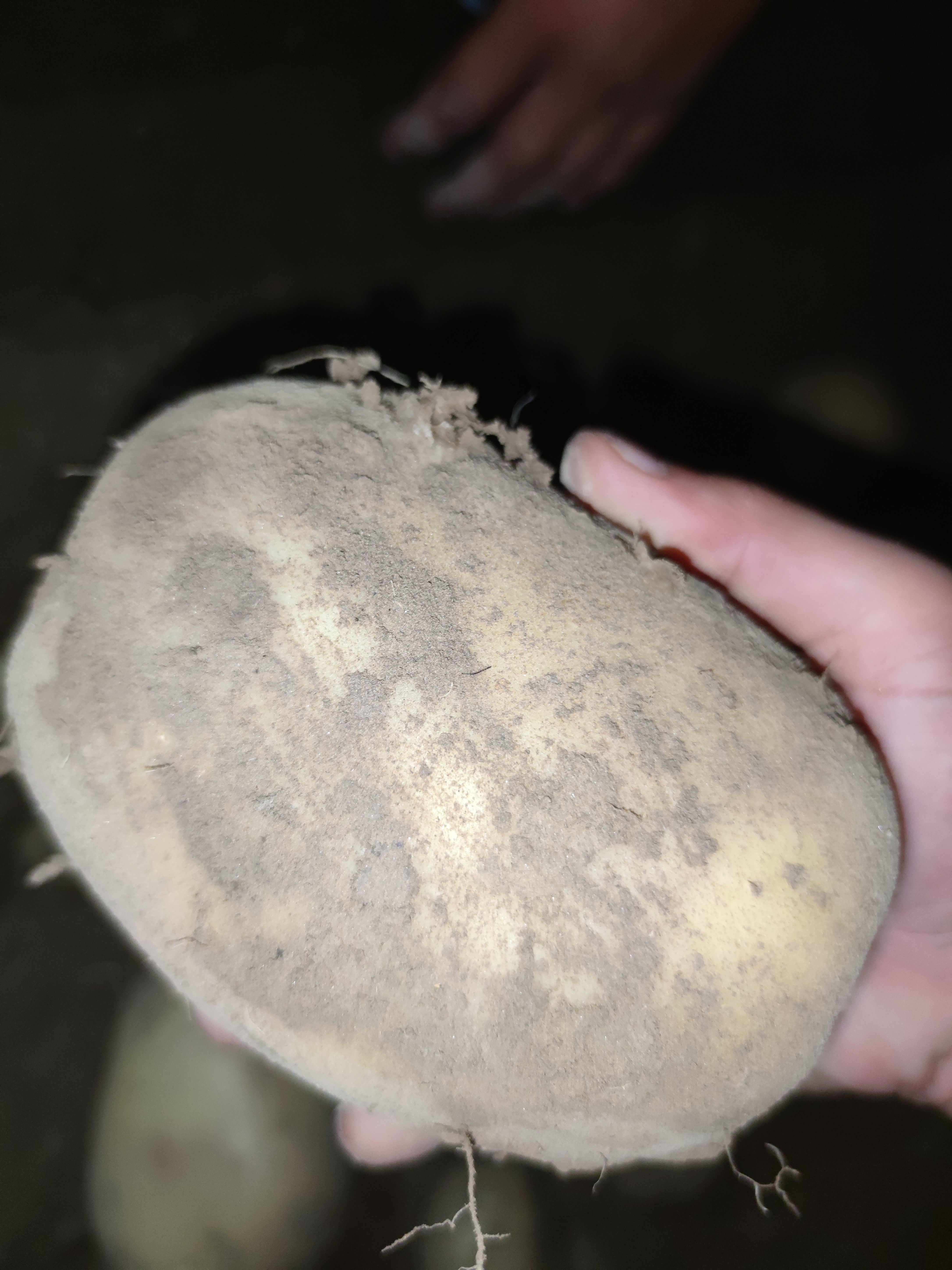 沃土，希森沙地黄心大土豆硬3起步品质保证，量大从优欢迎咨询