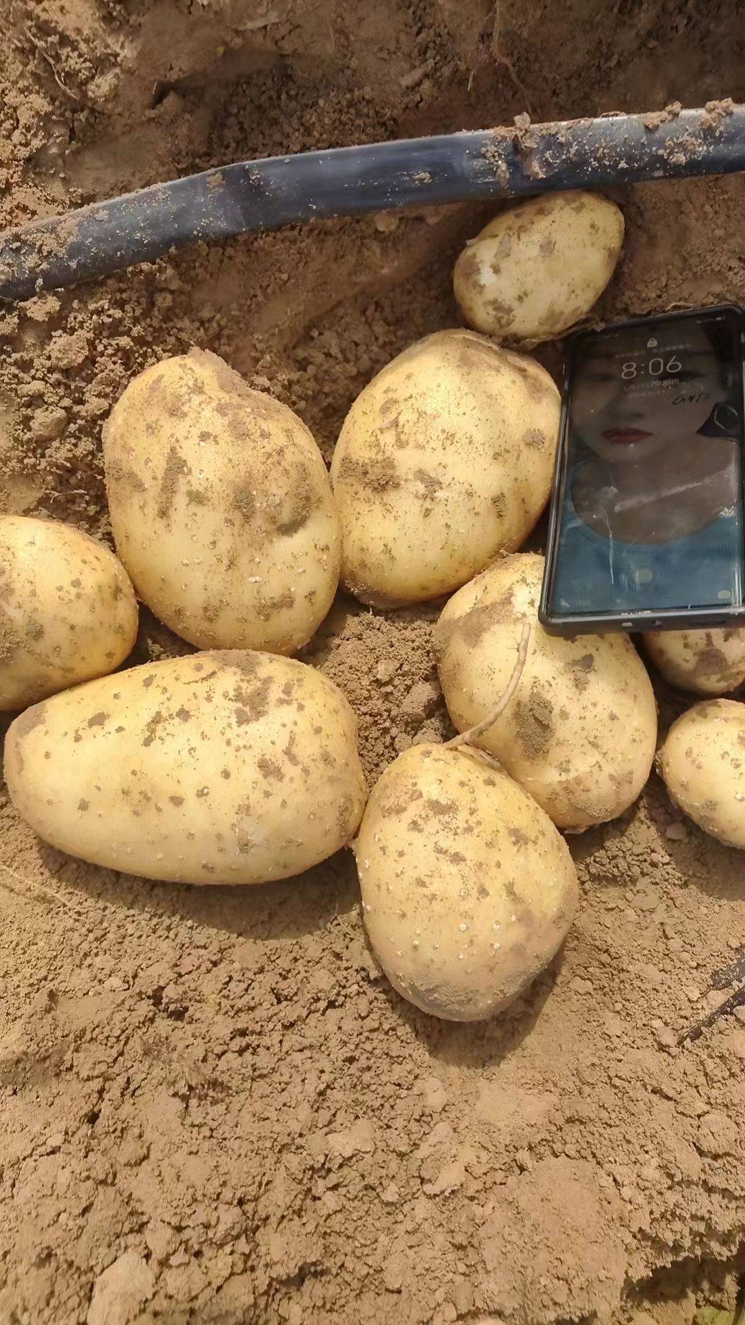 沃土，希森沙地黄心大土豆硬3起步品质保证，量大从优欢迎咨询