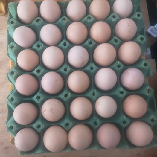 昆明散养土鸡蛋